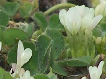 Trifoglio dal fiore irregolare - T. subterraneum